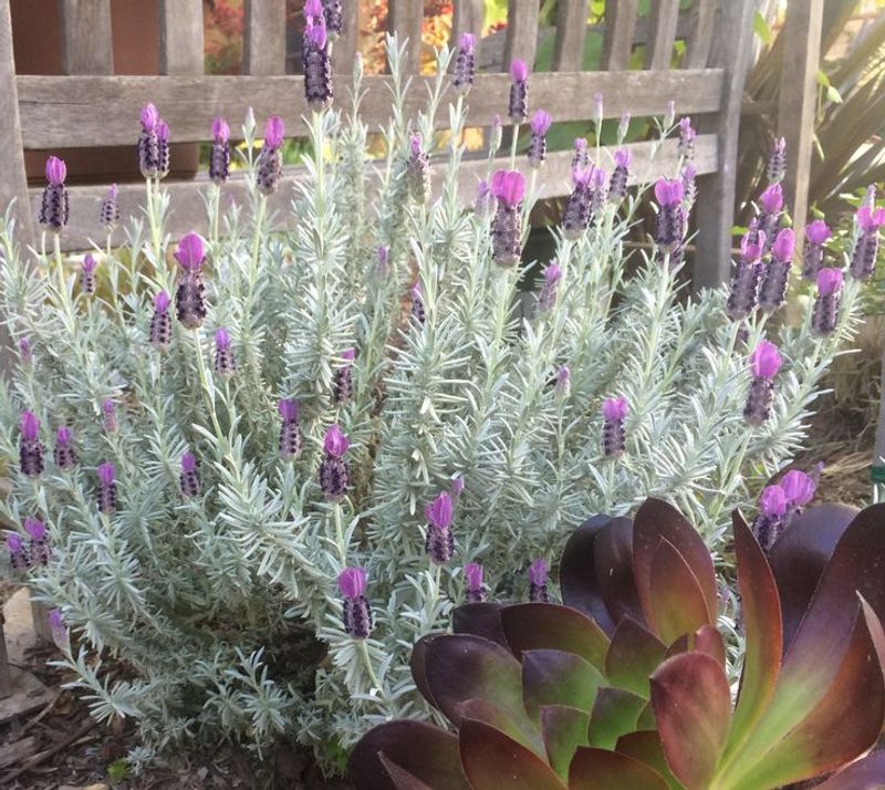 Lavender Lavender