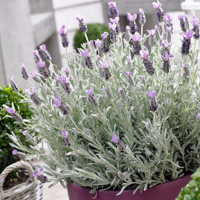 Lavender