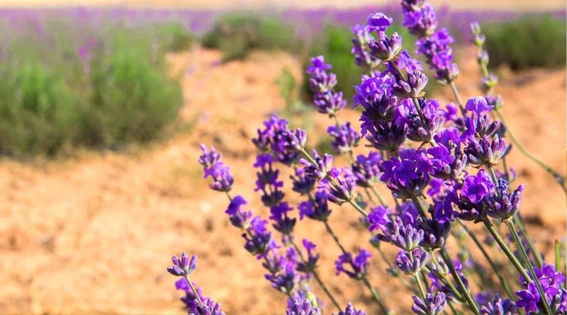 Lavender Lavender
