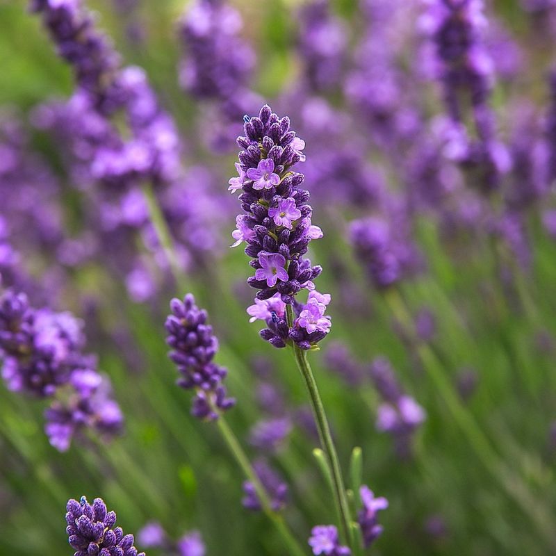 Lavender Brings Calm To You And Trouble To Ticks Lavender Brings Calm To You And Trouble To Ticks