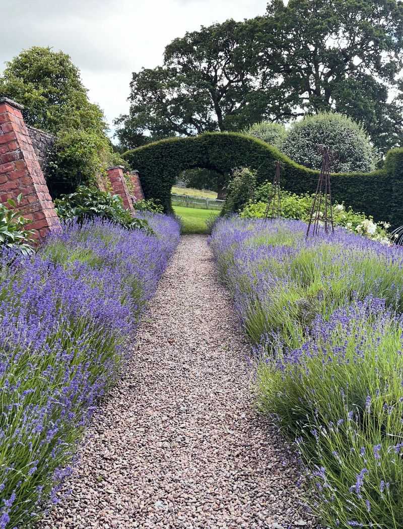 Lavender Can Make Garden Edges Less Appealing