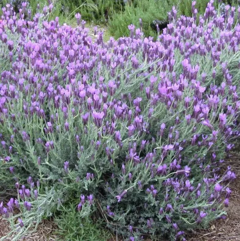 Lavender (Lavandula spp.)