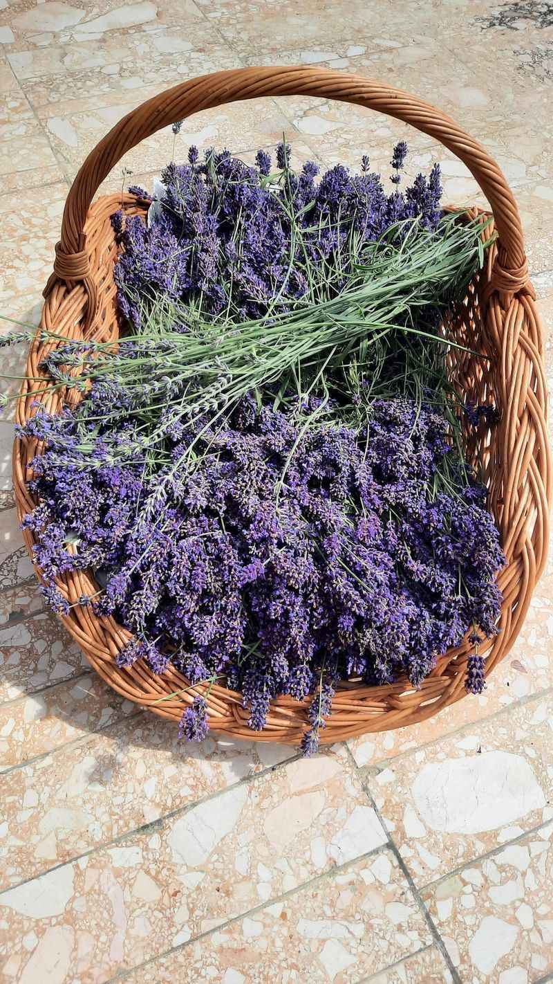 Lavender Needs A Lighter Touch Before Winter