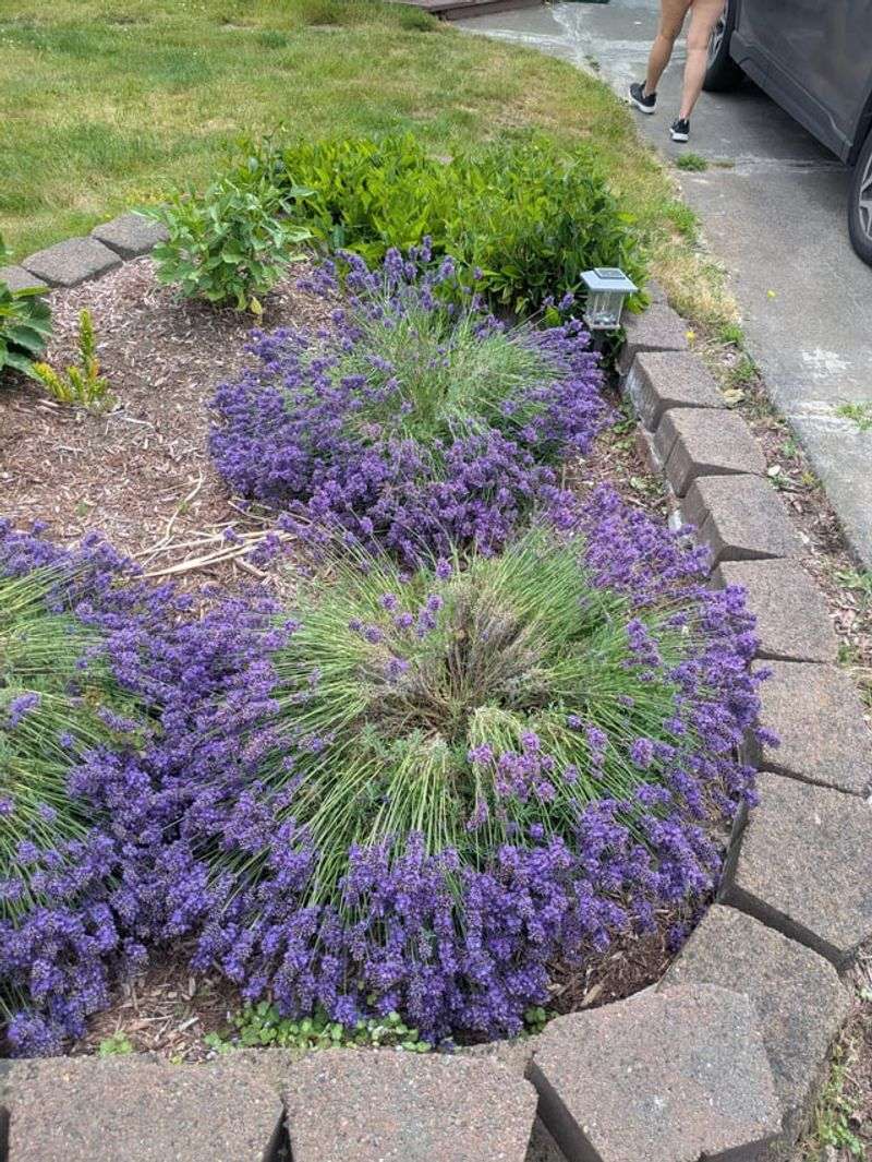 Lavender Needs Better Drainage Than Many Florida Beds Provide