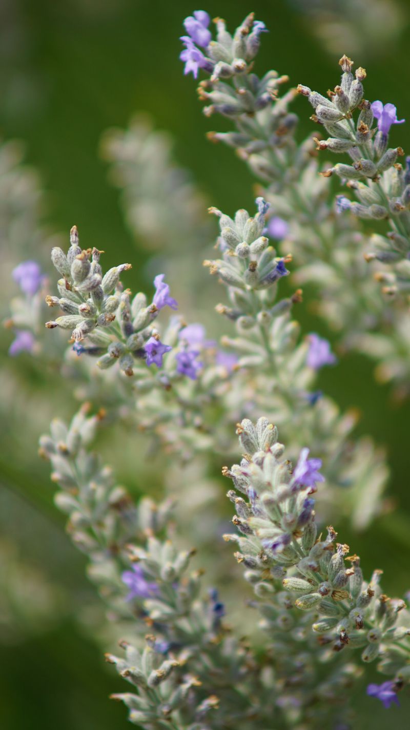 Lavender Protects Its Woody Stems Lavender Protects Its Woody Stems