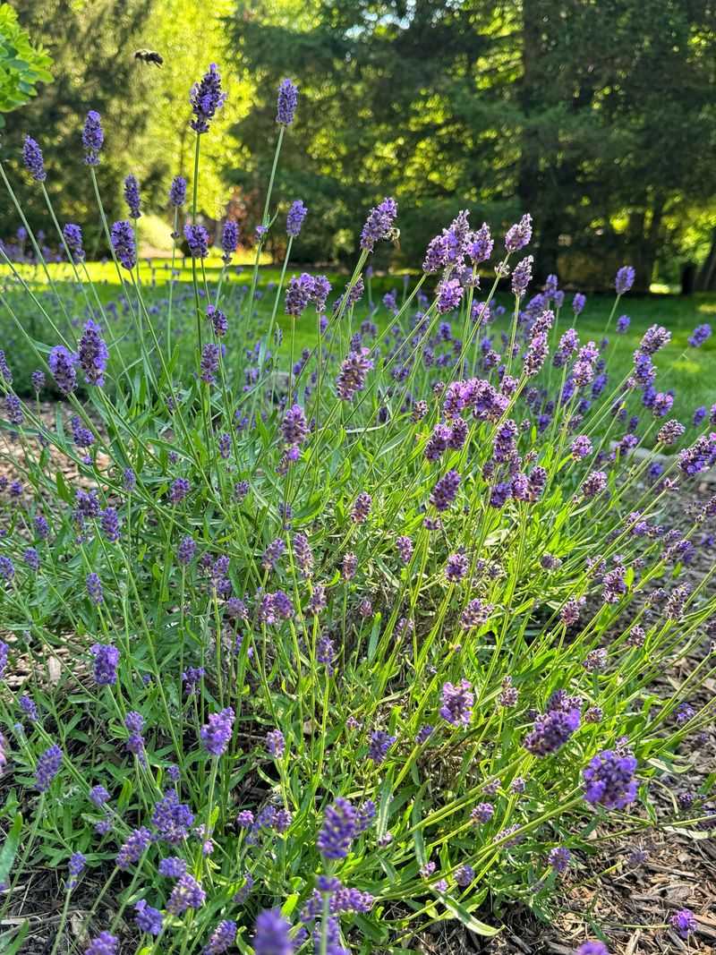 Lavender Provides A Strong Fragrance