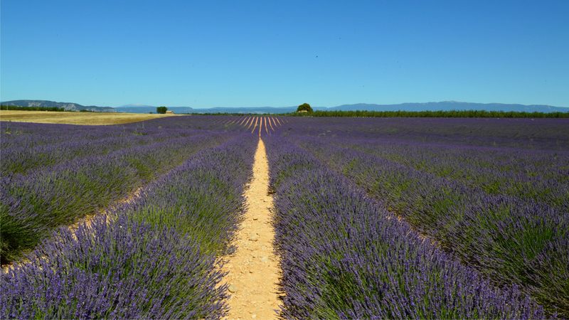 Lavender Shrugs Off The Driest Summers