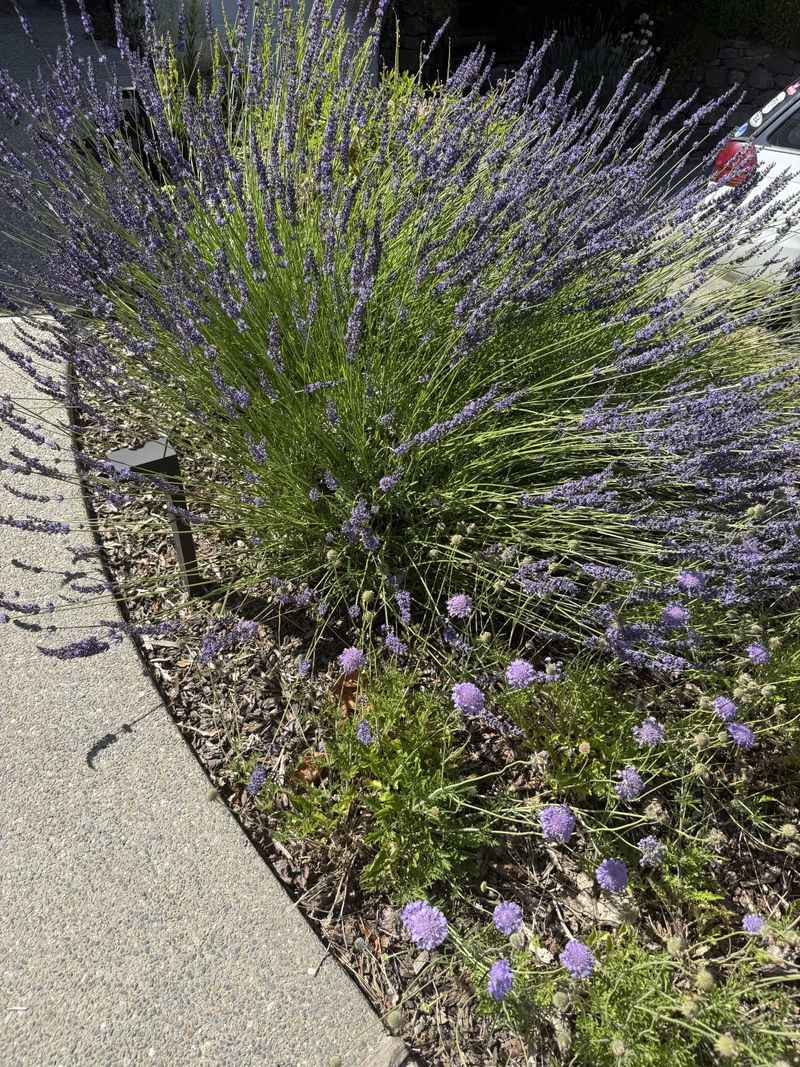 Lavender Smells Sweet To Us And Sour To Deer Lavender Smells Sweet To Us And Sour To Deer