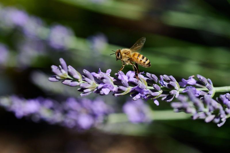 Lavender's Second Wind