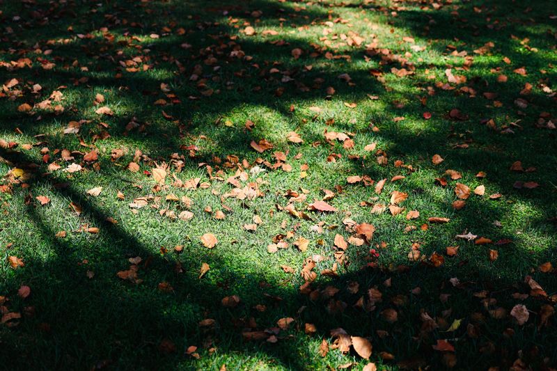 Lawn Care Habits That Work Against You In Early Fall Lawn Care Habits That Work Against You In Early Fall