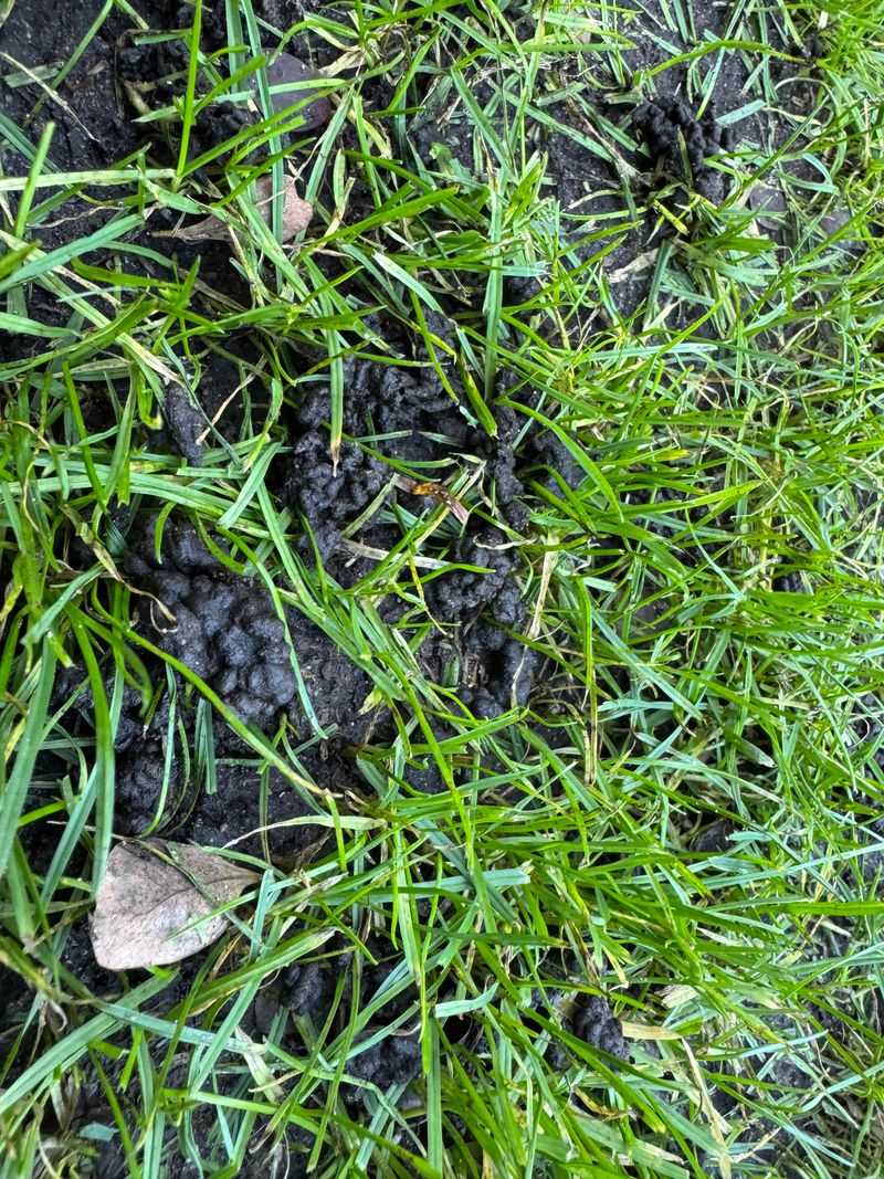 Lawn Care Tips For Casting Piles Lawn Care Tips For Casting Piles