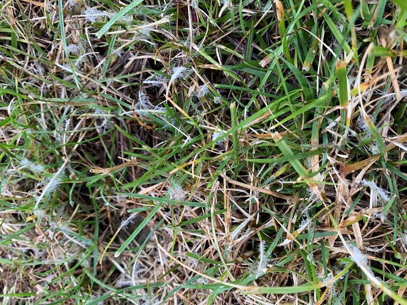 Lawn Diseases Lurk In Warm, Humid Weather Lawn Diseases Lurk In Warm, Humid Weather