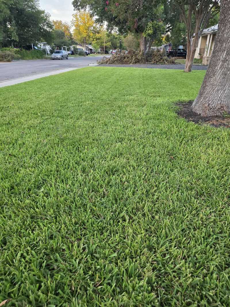 Lawn Grass Has Its Own September Rules