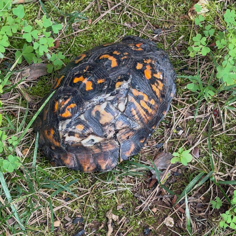 Lawn Mowers Cause The Most Serious Shell Injuries Lawn Mowers Cause The Most Serious Shell Injuries