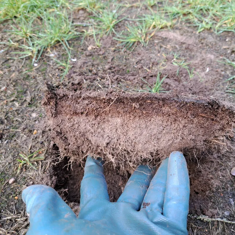 Lawn Recovery After The Grubs Are Gone Lawn Recovery After The Grubs Are Gone