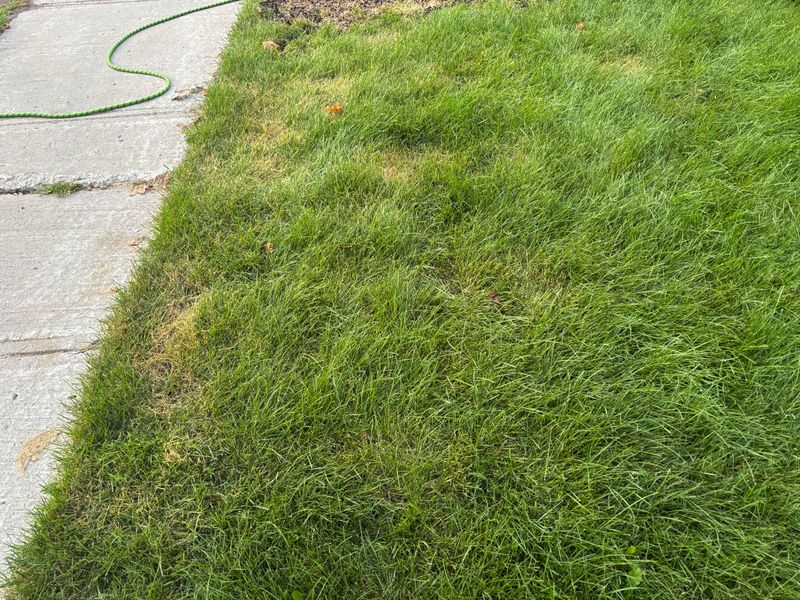 Lawn Recovery After The Larvae Move On Lawn Recovery After The Larvae Move On