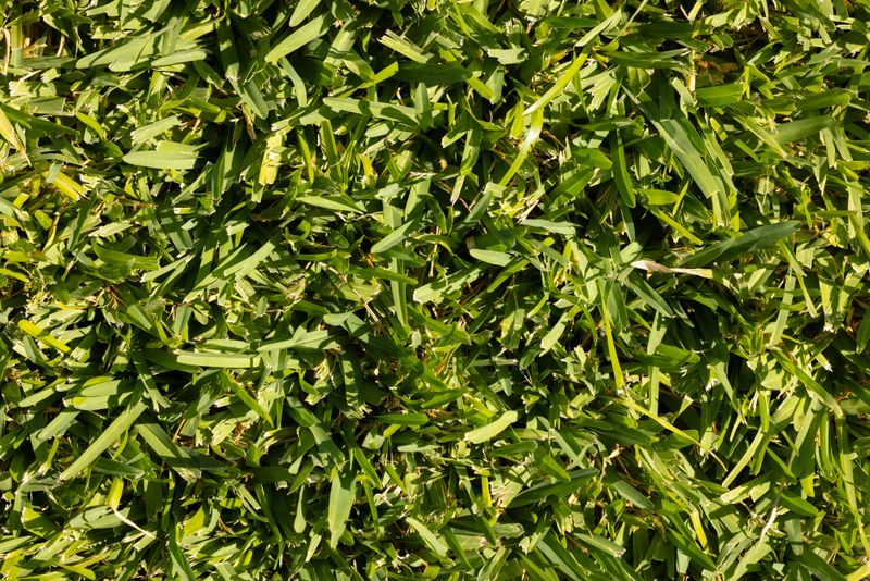 Lawn Recovery And A Smarter Plan For Next Fall