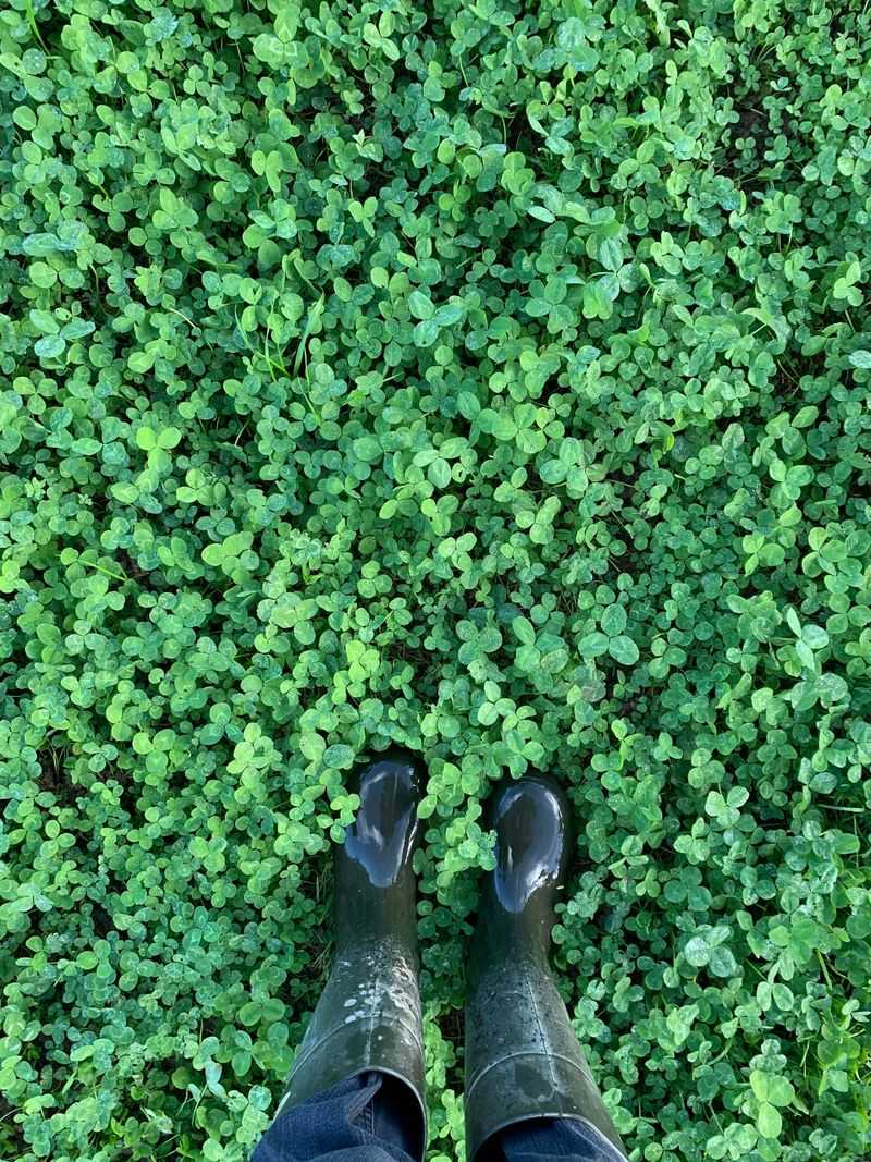 Lawn To Legumes Money Is Pulling People In Lawn To Legumes Money Is Pulling People In