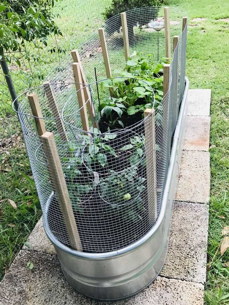 Lay Chicken Wire Over The Planting Bed