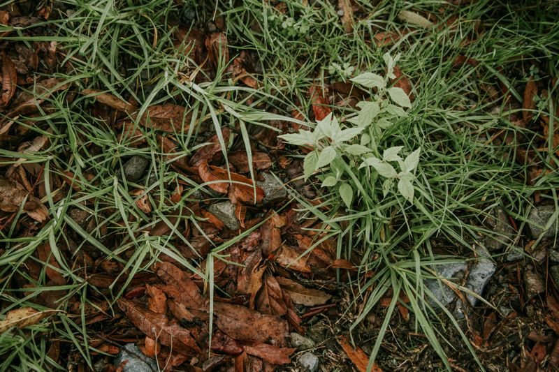 Lay Them Down To Smother Stubborn Weeds