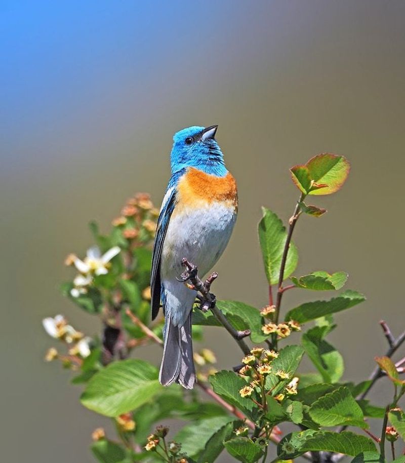 Lazuli Buntings Often Pass Through During Migration
