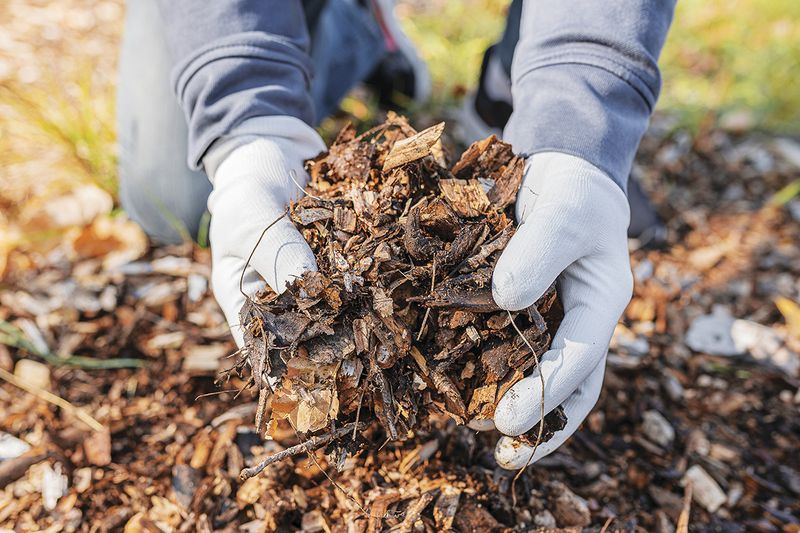Leaf Cover Helps Protect Soil Through Winter