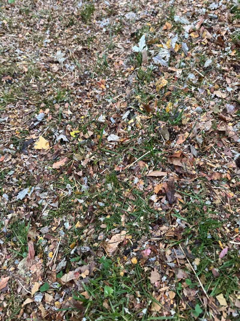 Leaf Depth A Lawn Can Absorb Leaf Depth A Lawn Can Absorb