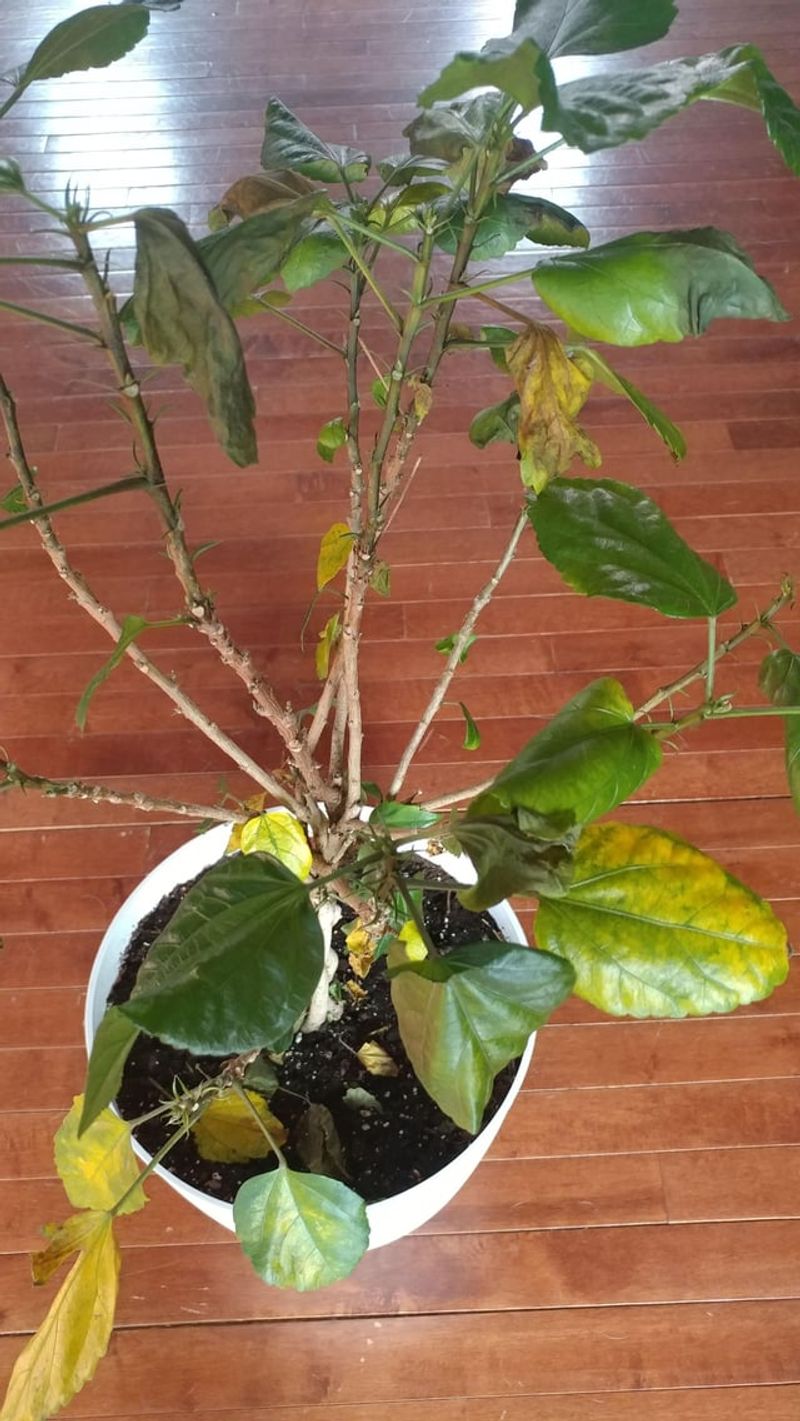 Leaf Drop Can Follow The Sudden Change From Outdoor To Indoor Conditions Leaf Drop Can Follow The Sudden Change From Outdoor To Indoor Conditions