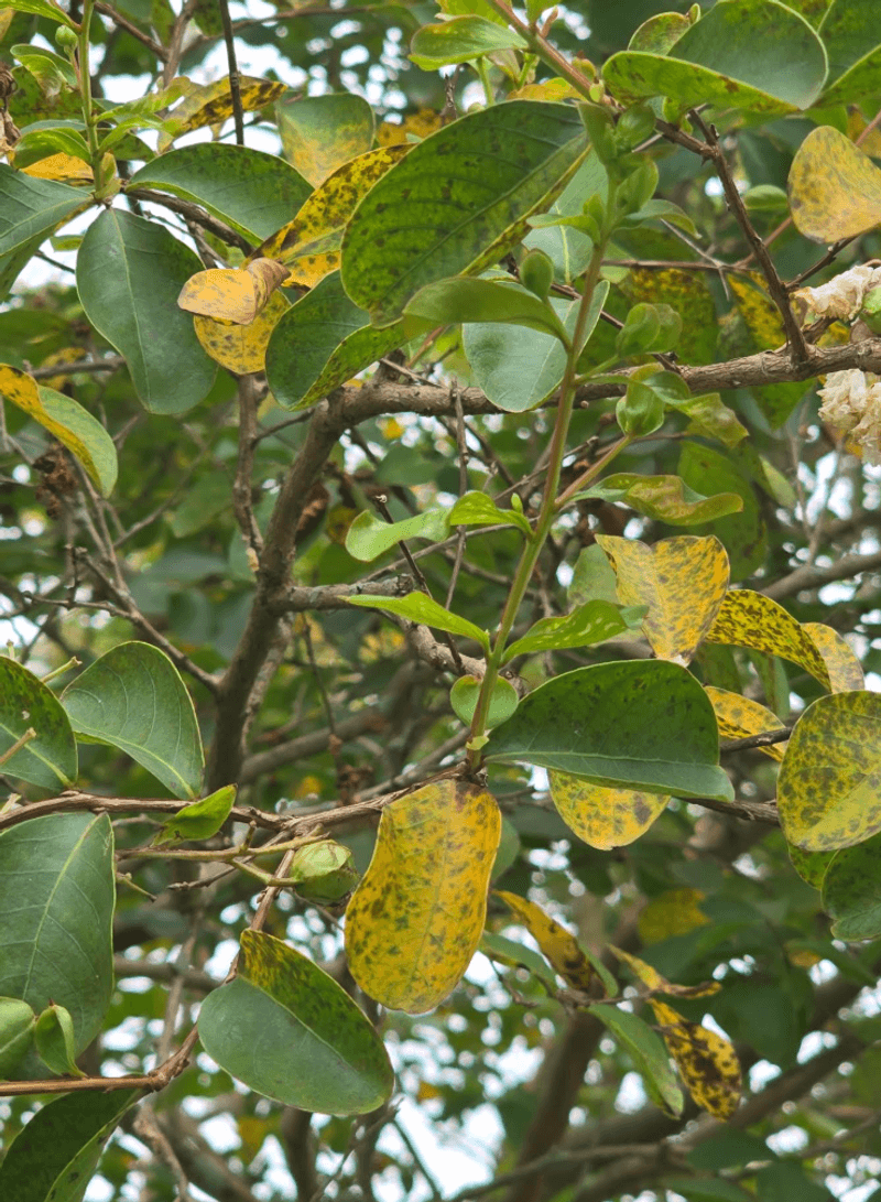 Leaf Drop Can Make A Tree Look Suddenly Thin