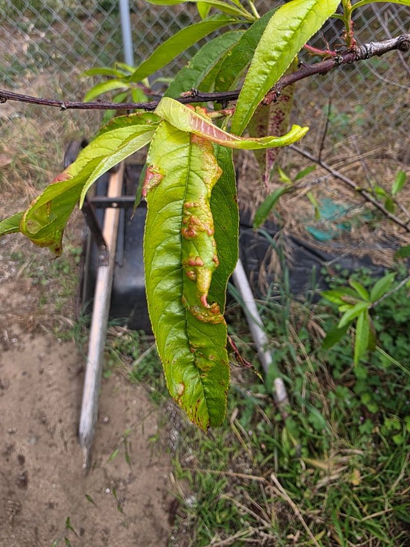 Leaf Drop Opens The Fall Window For Preventive Treatment