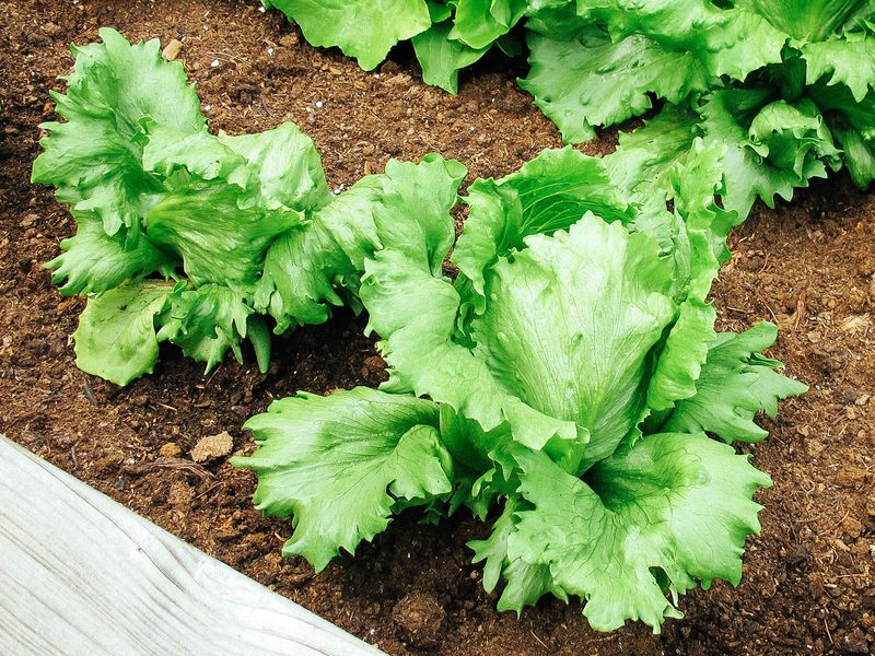 Leaf Lettuce Fits Into The Shorter Days Of October