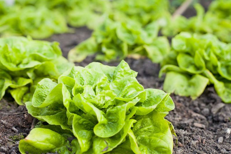 Leaf Lettuce For Endless Salads Leaf Lettuce For Endless Salads