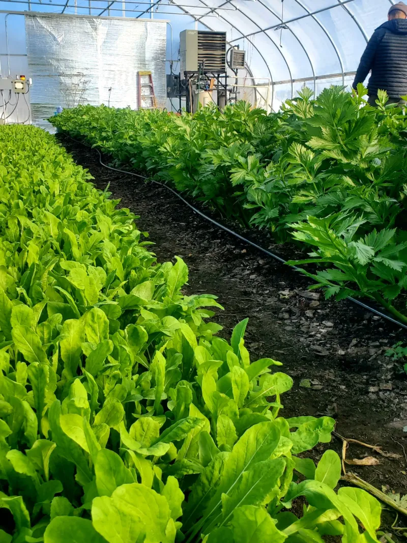 Leaf Lettuce In A Cozy Cold Frame Leaf Lettuce In A Cozy Cold Frame