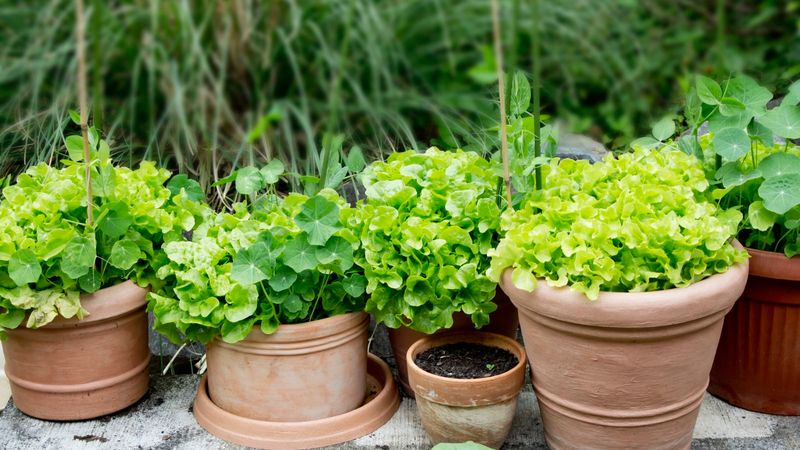 Leaf Lettuce Leaf Lettuce