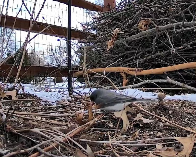 Leaf Litter And Brush Piles Offer The Shelter They Need Leaf Litter And Brush Piles Offer The Shelter They Need