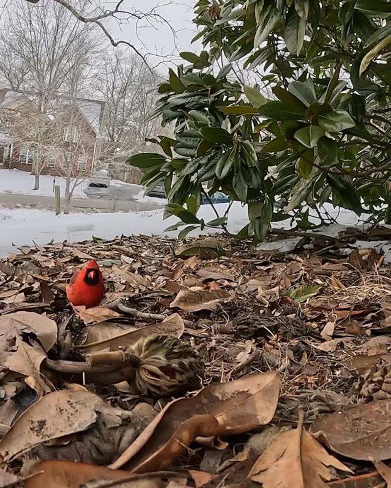 Leaf Litter Beds Alive With Insects