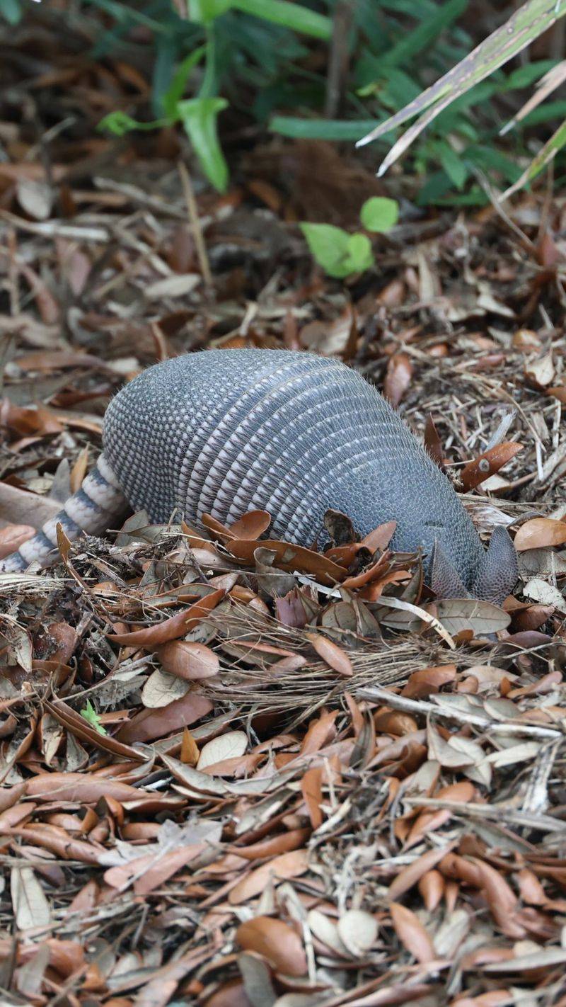 Leaf Litter Can Hide Insects And Other Food Leaf Litter Can Hide Insects And Other Food
