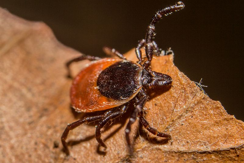Leaf Litter Can Increase Tick Habitat