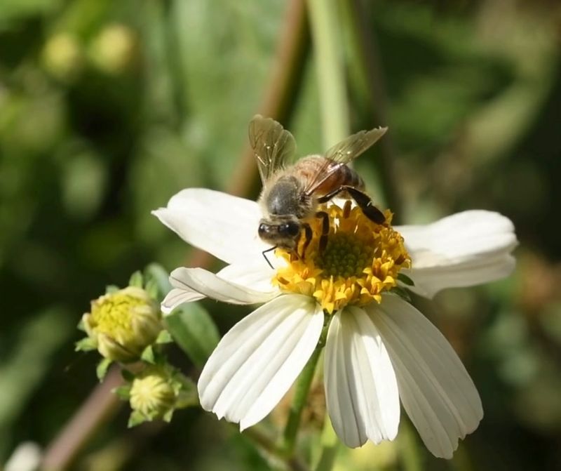 Leaf Litter Can Protect Important Bee Habitat