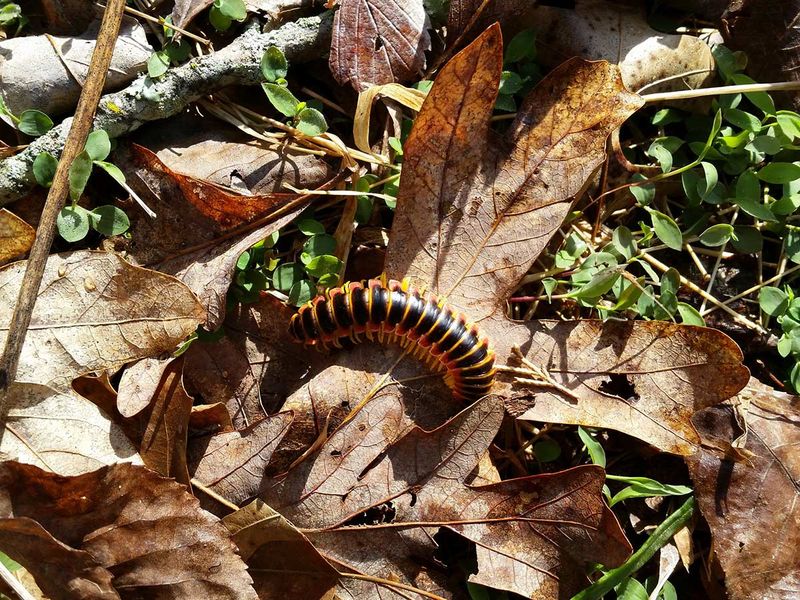 Leaf Litter Can Provide Winter Shelter Leaf Litter Can Provide Winter Shelter