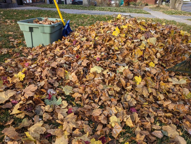 Leaf Litter Creates Plenty Of Places To Wait