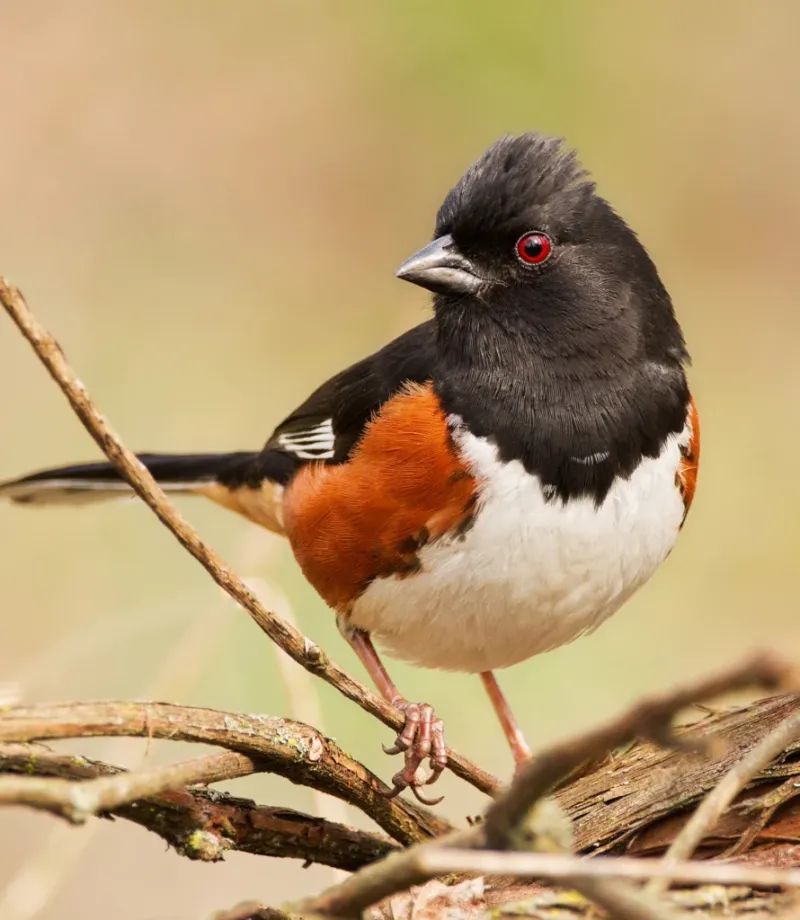 Leaf Litter Gives Towhees A Dining Room Beneath Their Feet Leaf Litter Gives Towhees A Dining Room Beneath Their Feet