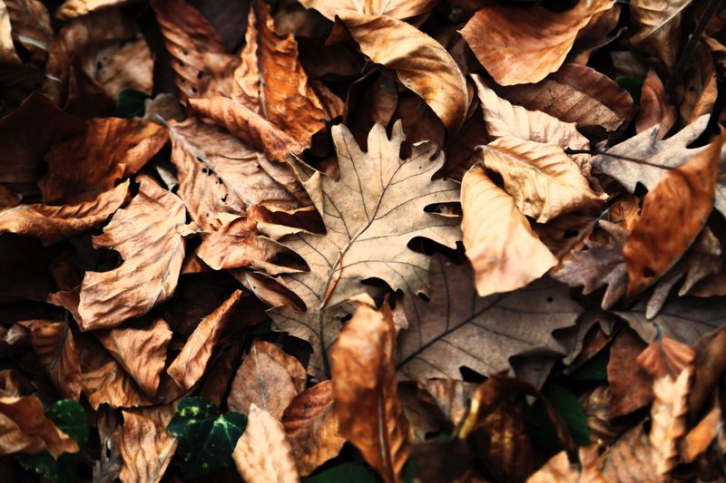 Leaf Litter, Loyal Broods, And Next Year's Show Leaf Litter, Loyal Broods, And Next Year's Show