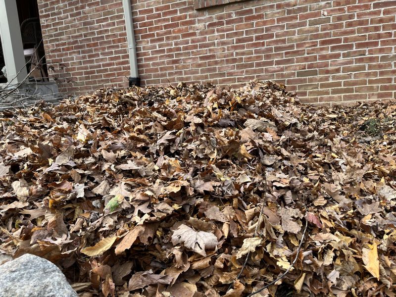 Leaf Litter Piles Leaf Litter Piles