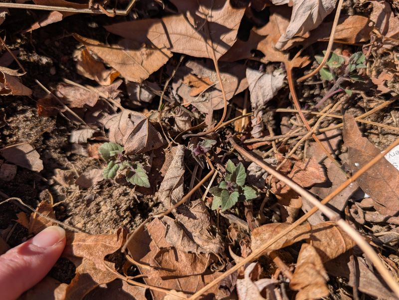 Leaf Litter Provides Perfect Cover Leaf Litter Provides Perfect Cover