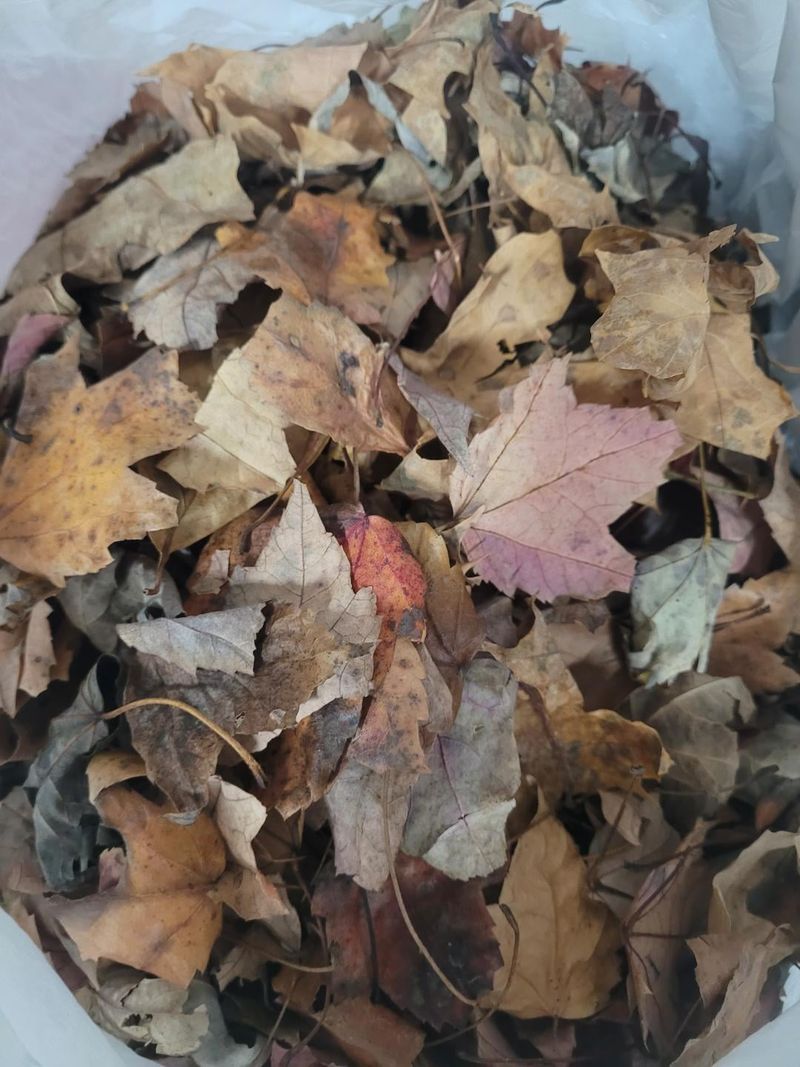 Leaf Litter Shelters Many Beneficial Species Leaf Litter Shelters Many Beneficial Species