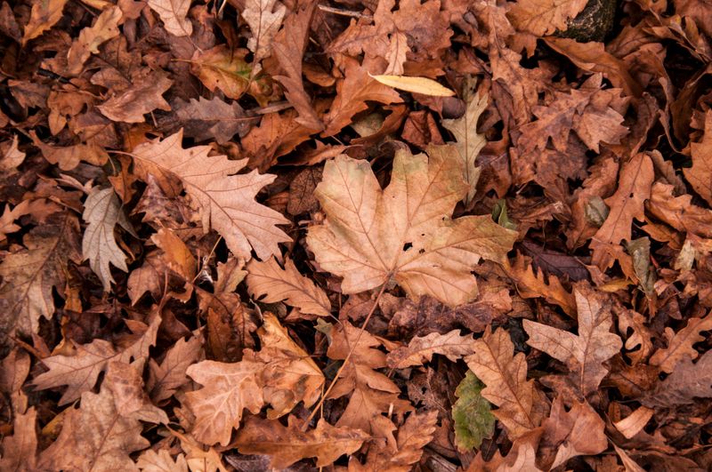 Leaf Litter Turns Into A Cozy Hideout Leaf Litter Turns Into A Cozy Hideout
