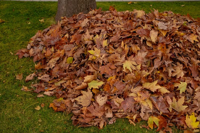 Leaf Piles And Brush Heaps In The Corners Leaf Piles And Brush Heaps In The Corners