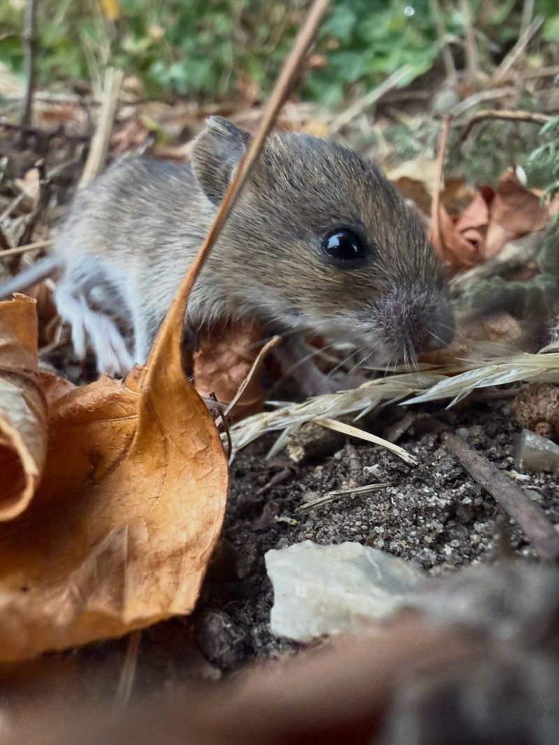 Leaf Piles Provide Warm Nesting Material Leaf Piles Provide Warm Nesting Material