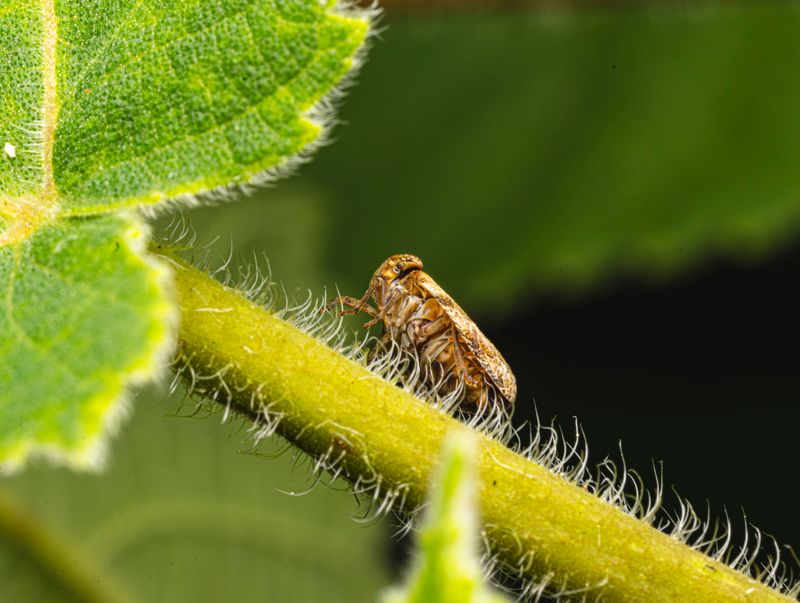 Leafhoppers And Spittlebugs Run The Delivery Route Leafhoppers And Spittlebugs Run The Delivery Route